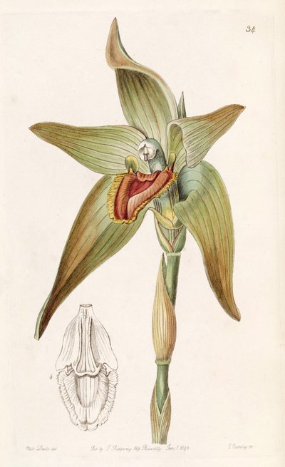 Ida gigantea or Sudamerlycaste gigantea by Miss Drake